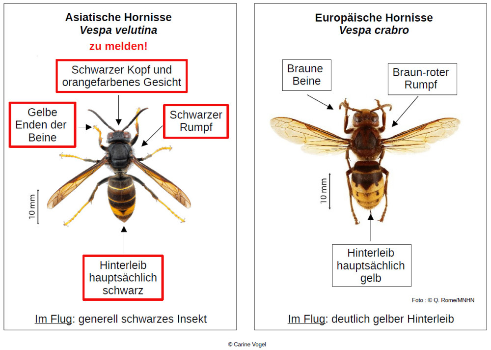 Asiatische Hornisse: Bei Verdacht melden (1/1)